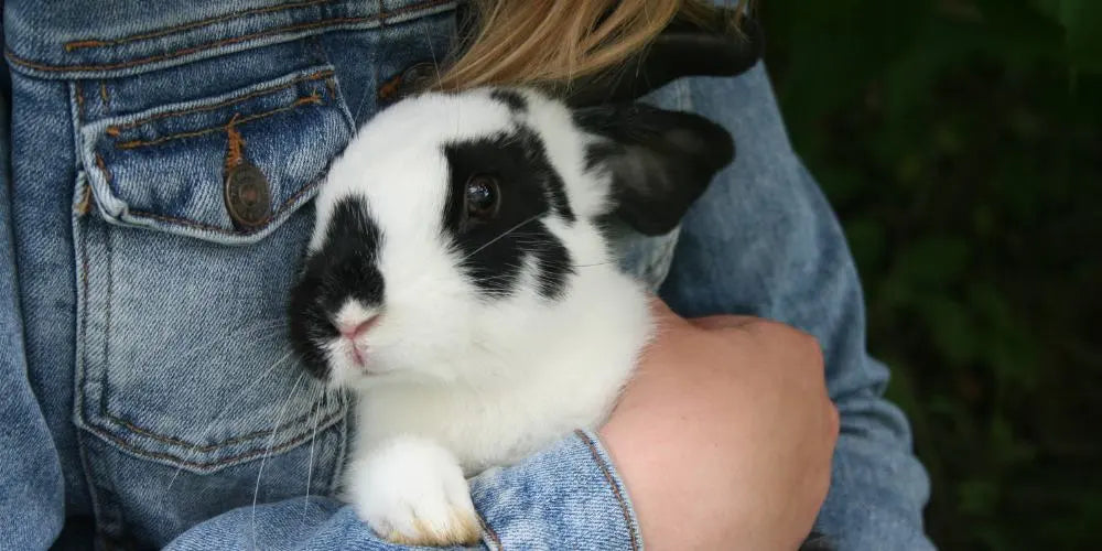 Comprendre les termes « Cruelty-Free » et « Vegan » pour les pinceaux de maquillage
